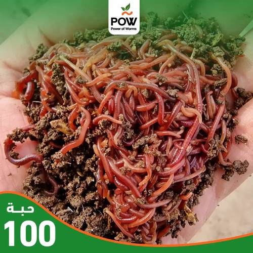 دود حي مشكل 100 حبة