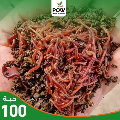 دود حي مشكل 100 حبة