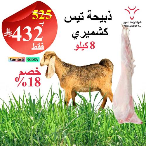 تيس كشميري 8 كيلو
