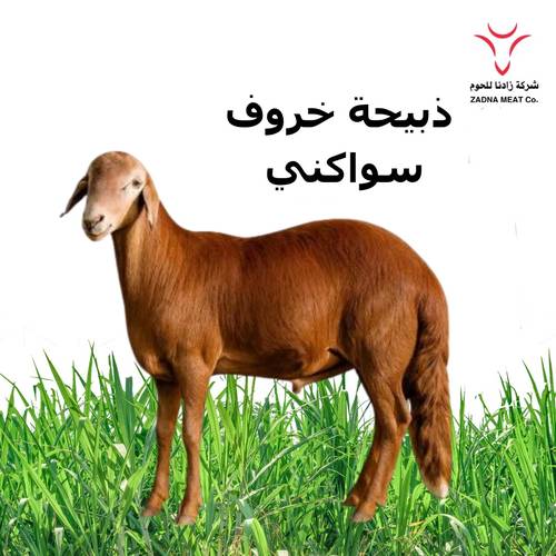 خروف سواكني جزع