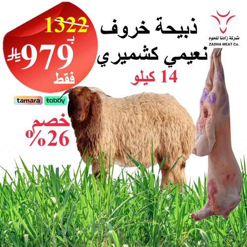 خروف نعيمي كشميري 14 كيلو