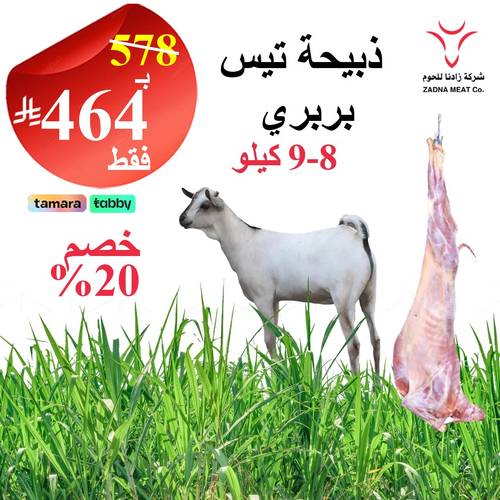 تيس بربري 8-9 كيلو 