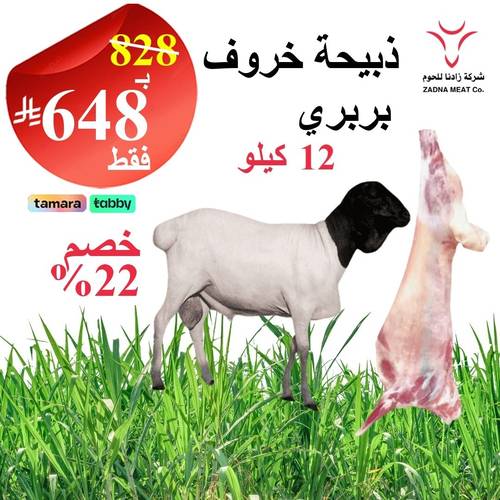 خروف بربري 12 كيلو 
