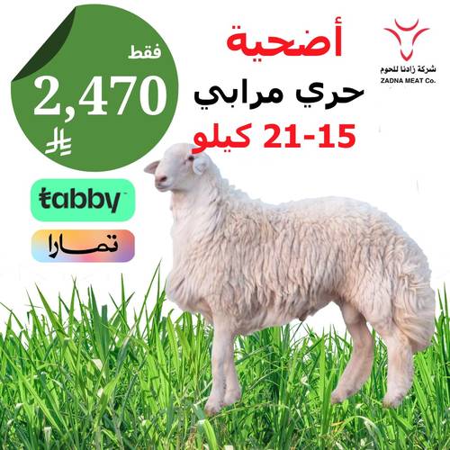  أضحية حري مرابي 15-21 كيلو