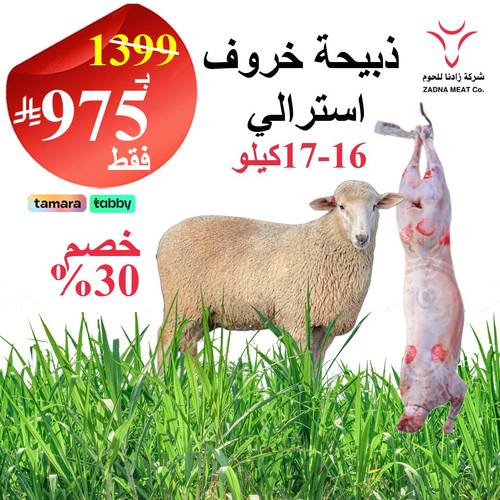 خروف استرالي 16-17 كيلو