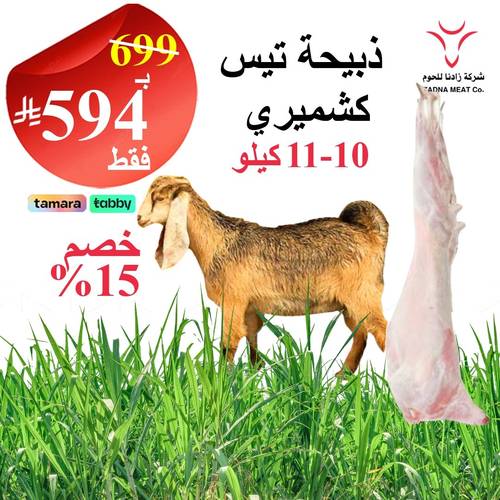 تيس كشميري 10 - 11 كيلو
