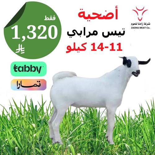 أضحية تيس مرابي 11-14 كيلو