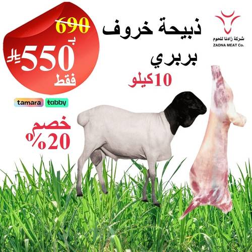 خروف بربري 10 كيلو