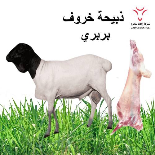 خروف بربري مرابي