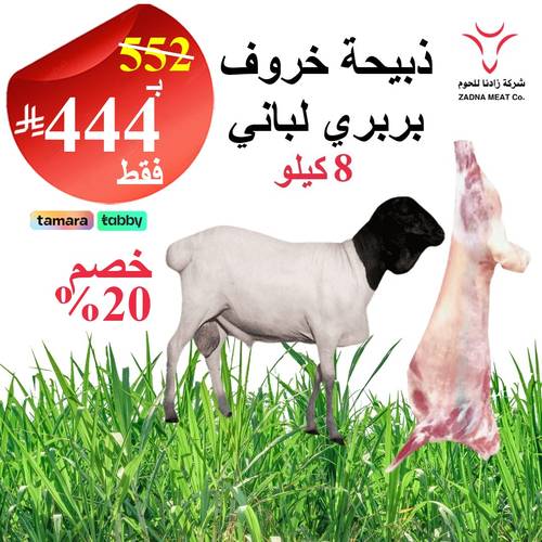 خروف بربري 8 كيلو