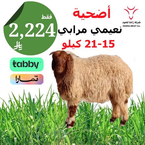 أضحيه نعيمي مرابي 15-21 كيلو