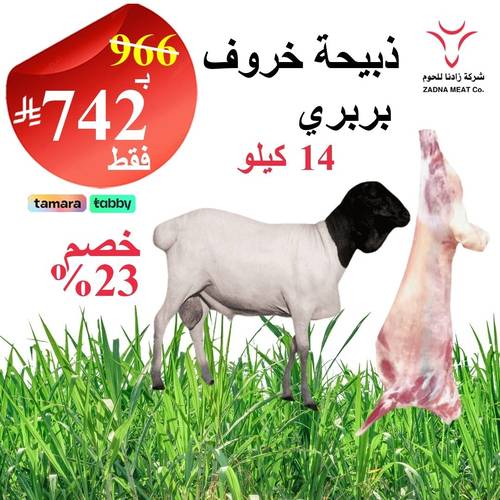 خروف بربري 14 كيلو 