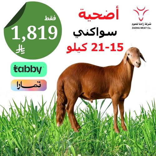 أضحيه سواكني 15 - 21 كيلو