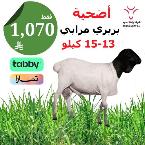 أضحية بربري مرابي 13-15 كيلو