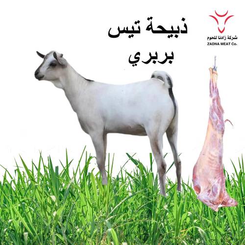 تيس مرابي