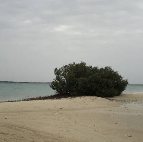 جزيرة فرسان