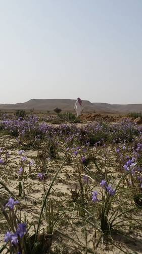 زهرة السوسن