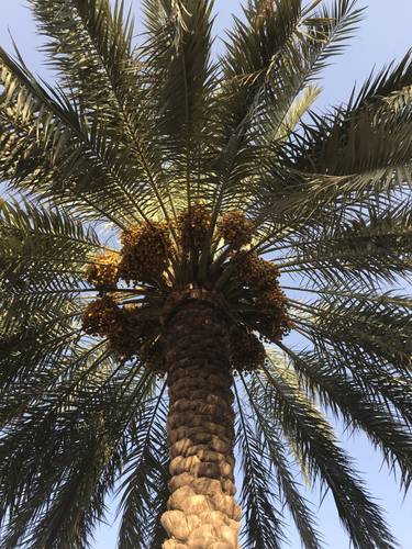  Dates Season on 21-23 September 2023 
