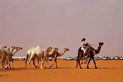مهرجان الملك عبدالعزيز للابل ( المزايين )