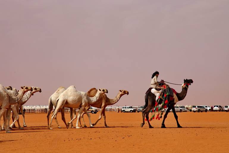 مهرجان الملك عبدالعزيز للابل ( المزايين )