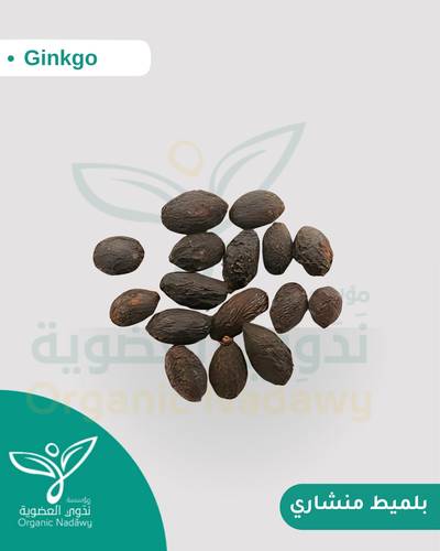 بلميط منشاري