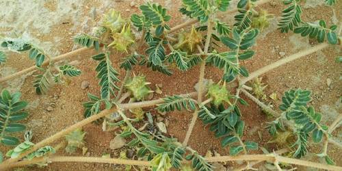 عشبة القطبة 33جرام مطحون