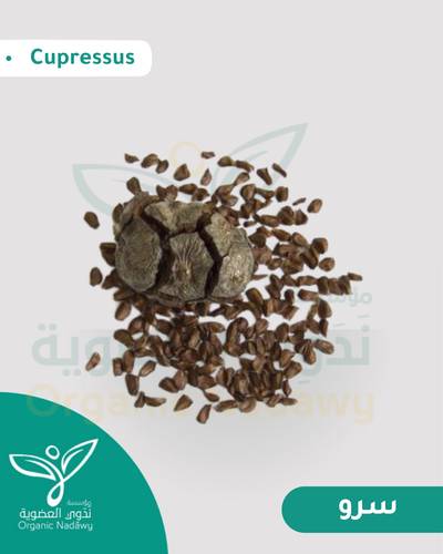 بذور السرو