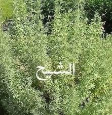 عشبة الشيح بري مجفف