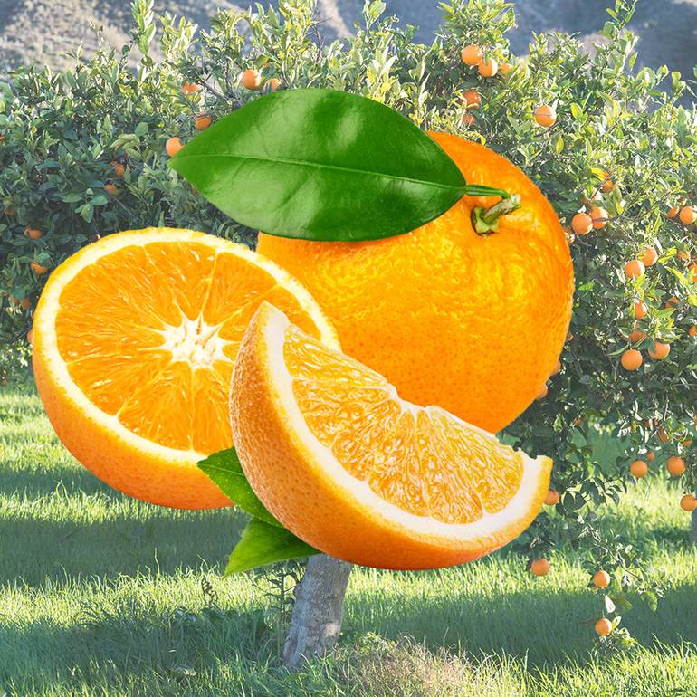 برتقال