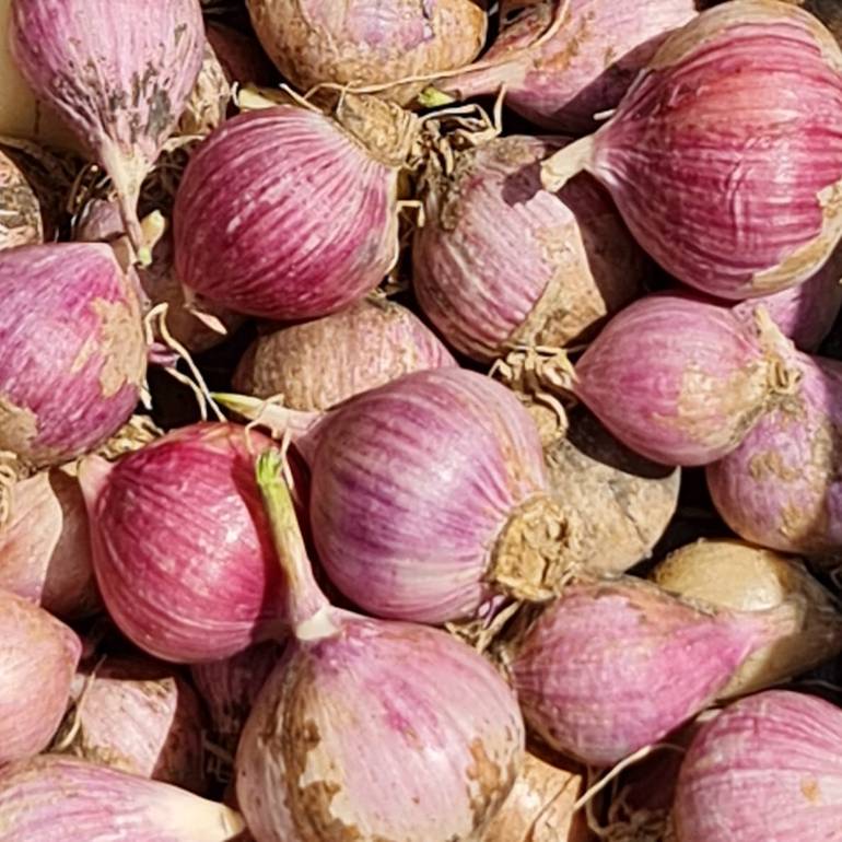ثوم الذكر العضوي
