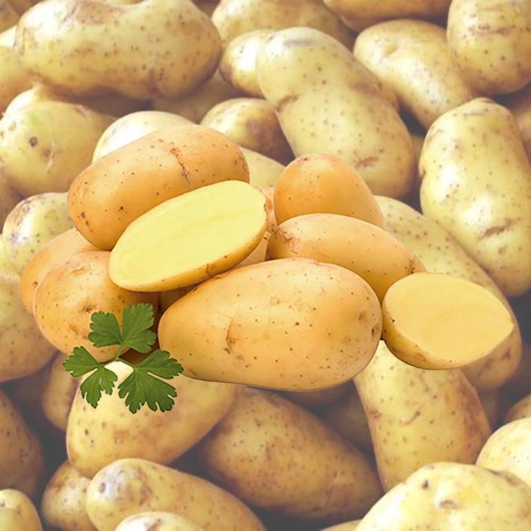 بطاطس 