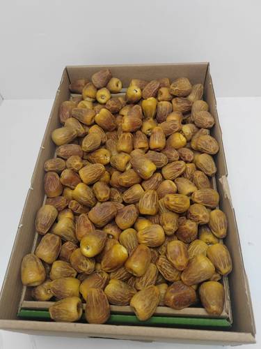 سكري مفتل خراف السنة 1447 (3)