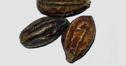 هليلج اسود