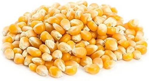 Popcorn corn