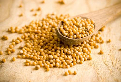 yellow mustard seeds
