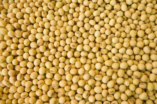 soybean