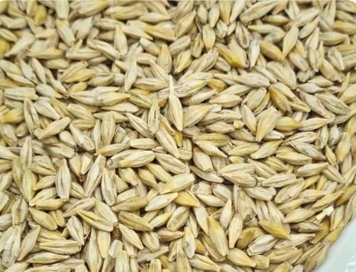 My barley