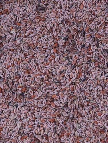 Psyllium seeds