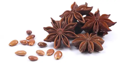 زهرة اليانسون ( يانسون نجمي )