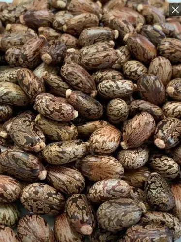 Castor seeds