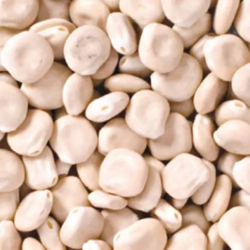 sweet lupin beans