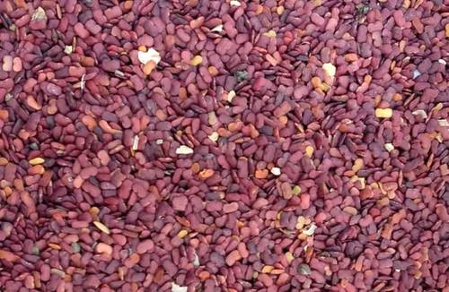 Fenugreek Horses