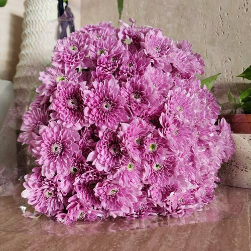 اقحوان موف