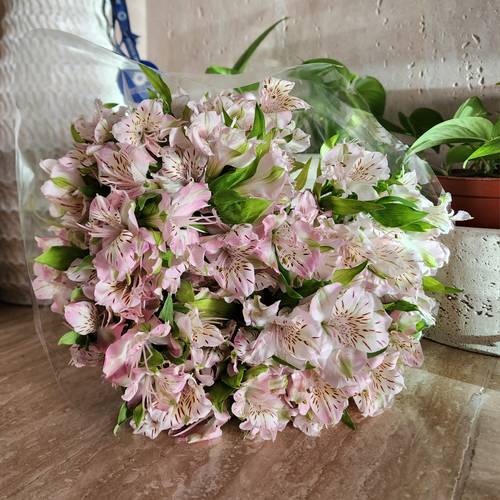 Pink Alstromeria