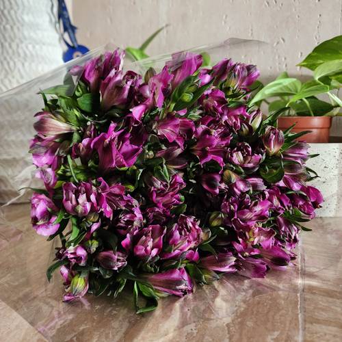 Alstromeria fuchsia