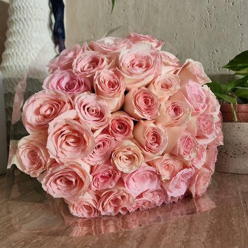 جوري وردي فاتح