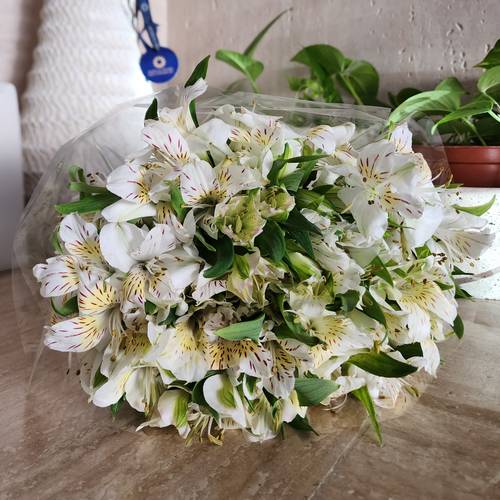 Alstromeria white