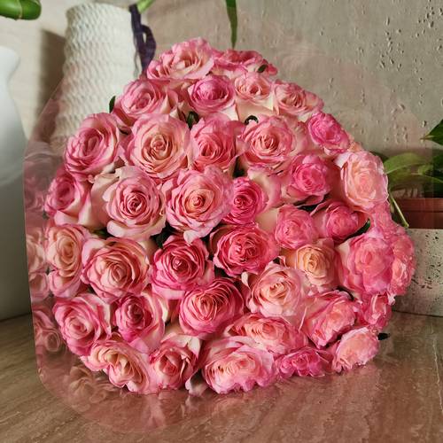 Roses double pink 