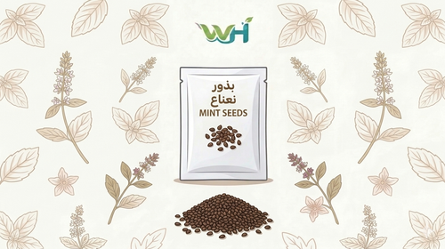 بذور نعناع