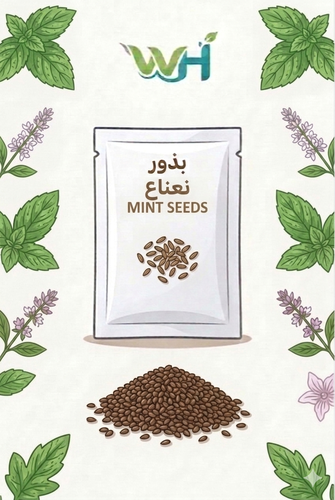 بذور نعناع
